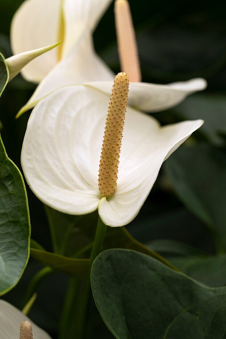 Anthurium x andreanum White Winner