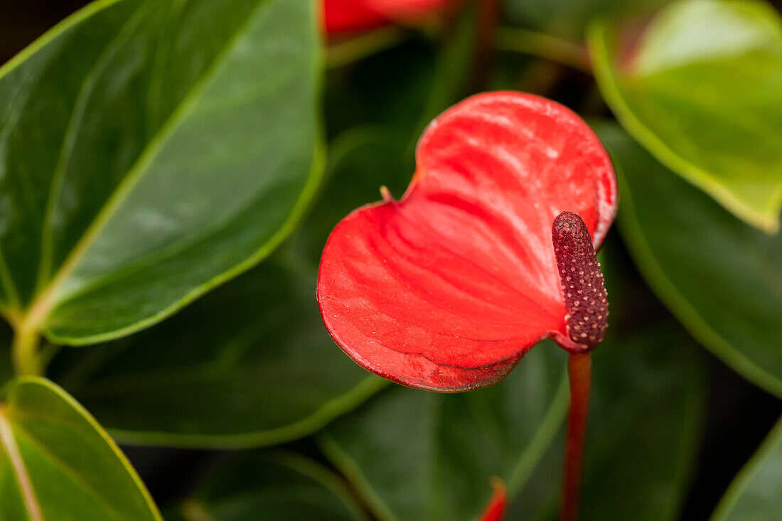 Anthurium x andreanum 'Lipstick Red'