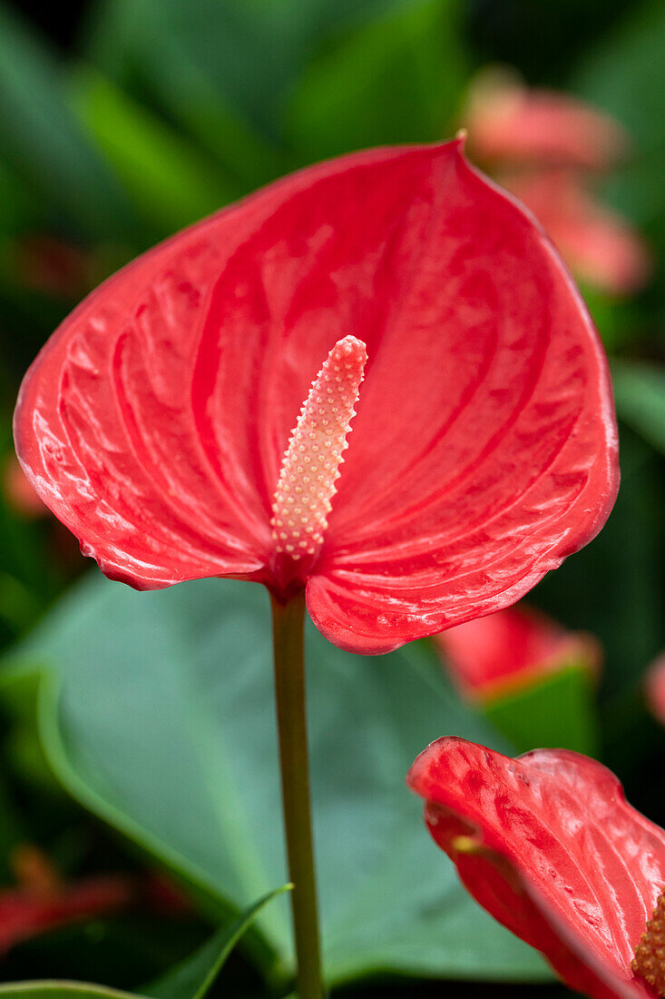 Anthurium x andreanum 'Red Explosion'