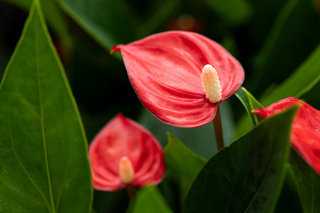 Anthurium x andreanum 'Million Flowers Red'