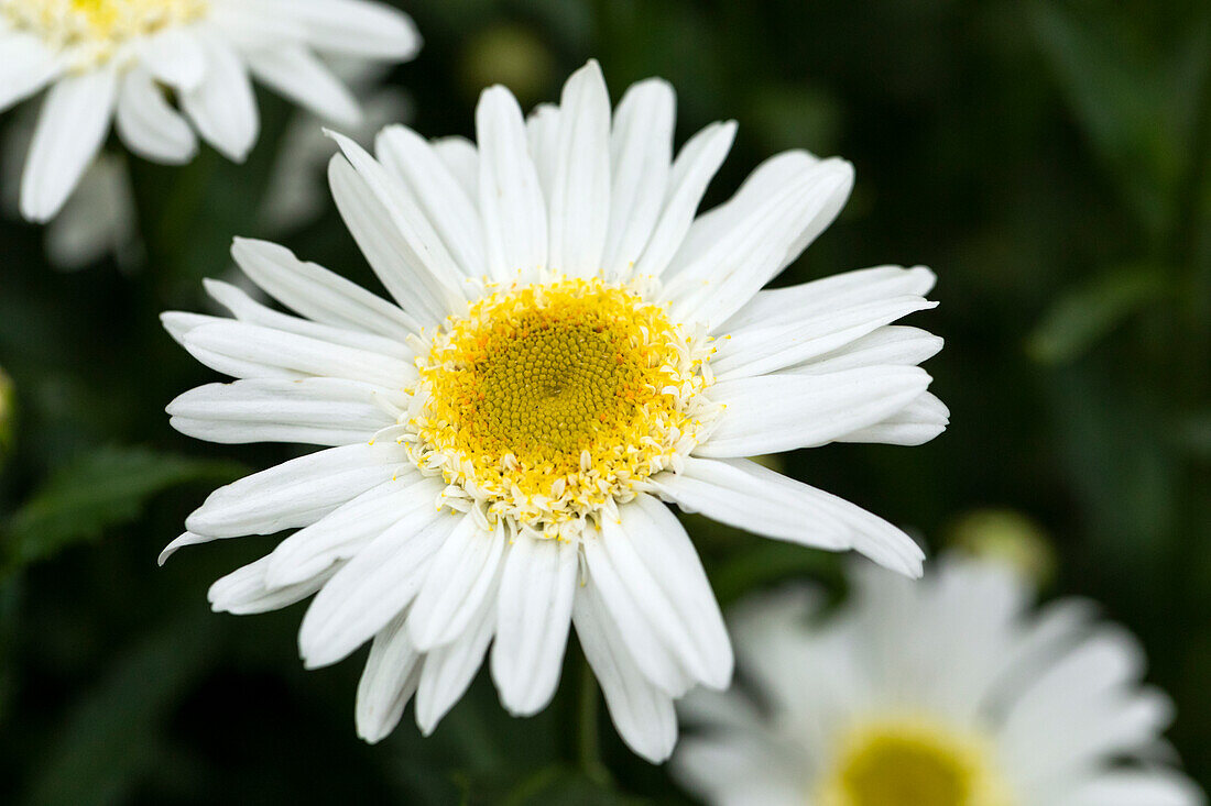 Leucanthemum x superbum 'Sweet Daisy Birdy'