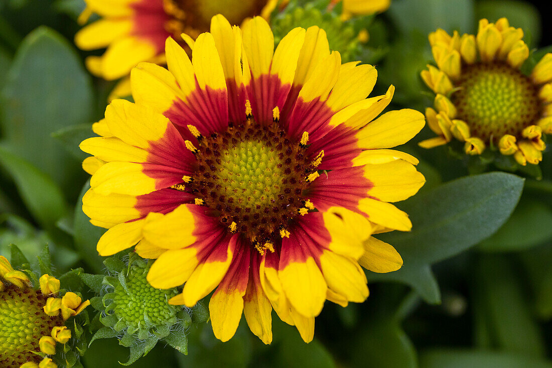 Gaillardia aristata SpinTop 'Red Starburst'