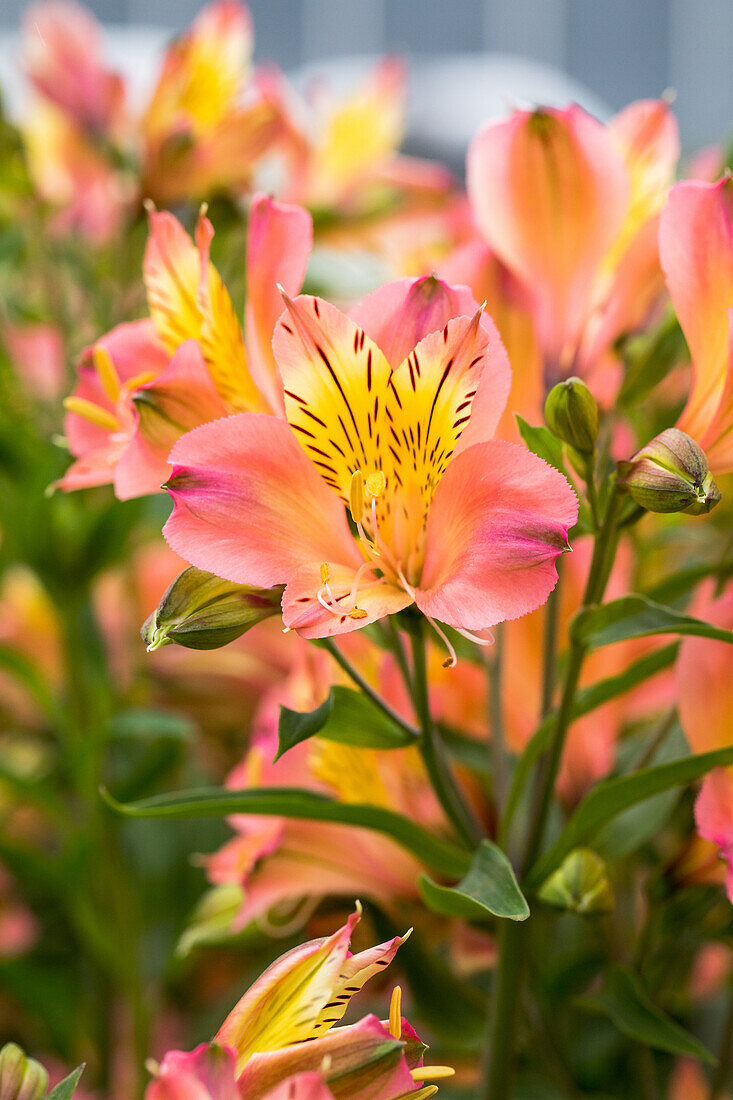 Alstroemeria Summer Paradise 'Summer Relieve'