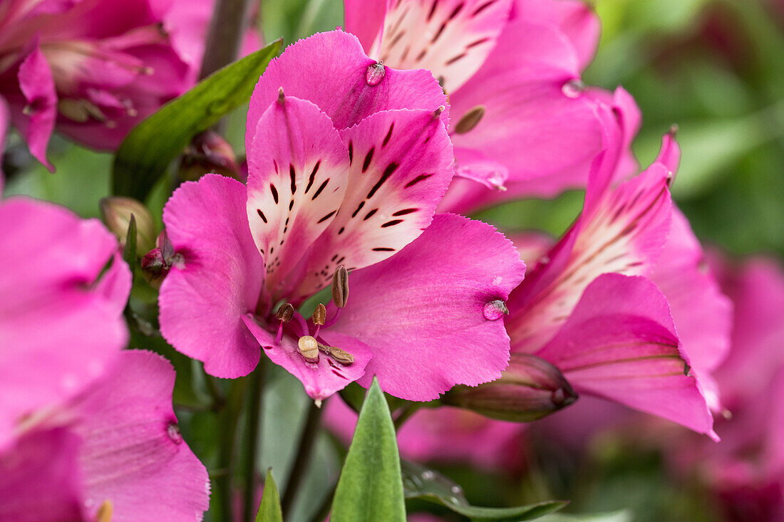 Alstroemeria Summer Paradise 'Summer Saint'