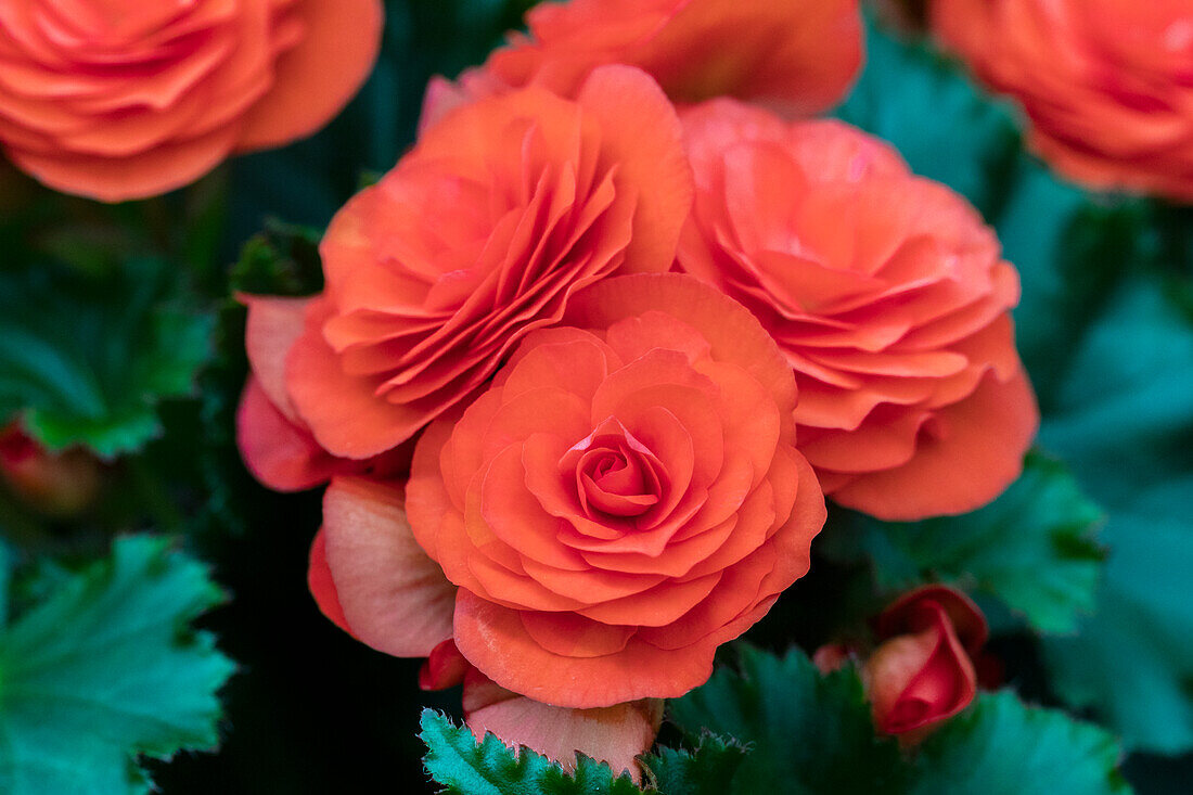 Begonia elatior Move2 'Fun Orange'