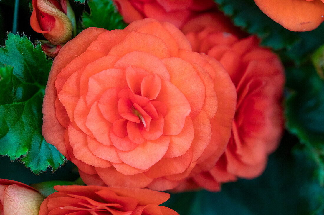 Begonia elatior Move2 'Fun Orange'