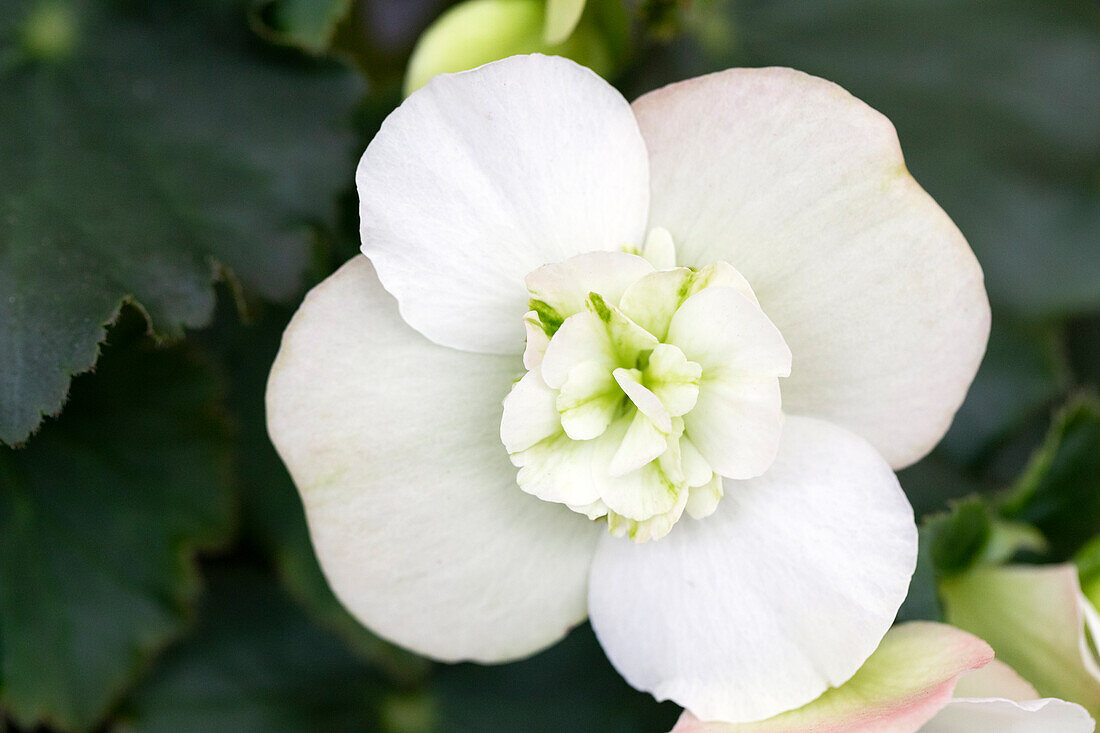 Begonia elatior 'Vigour Green'