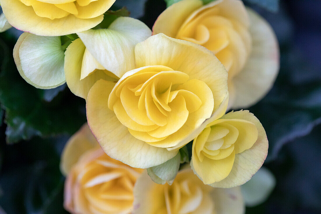 Begonia elatior 'Volcano Virunga'