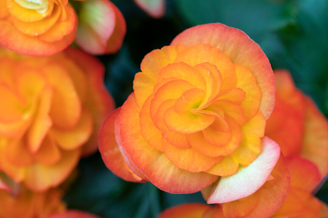 Begonia elatior 'Volcano Etna'