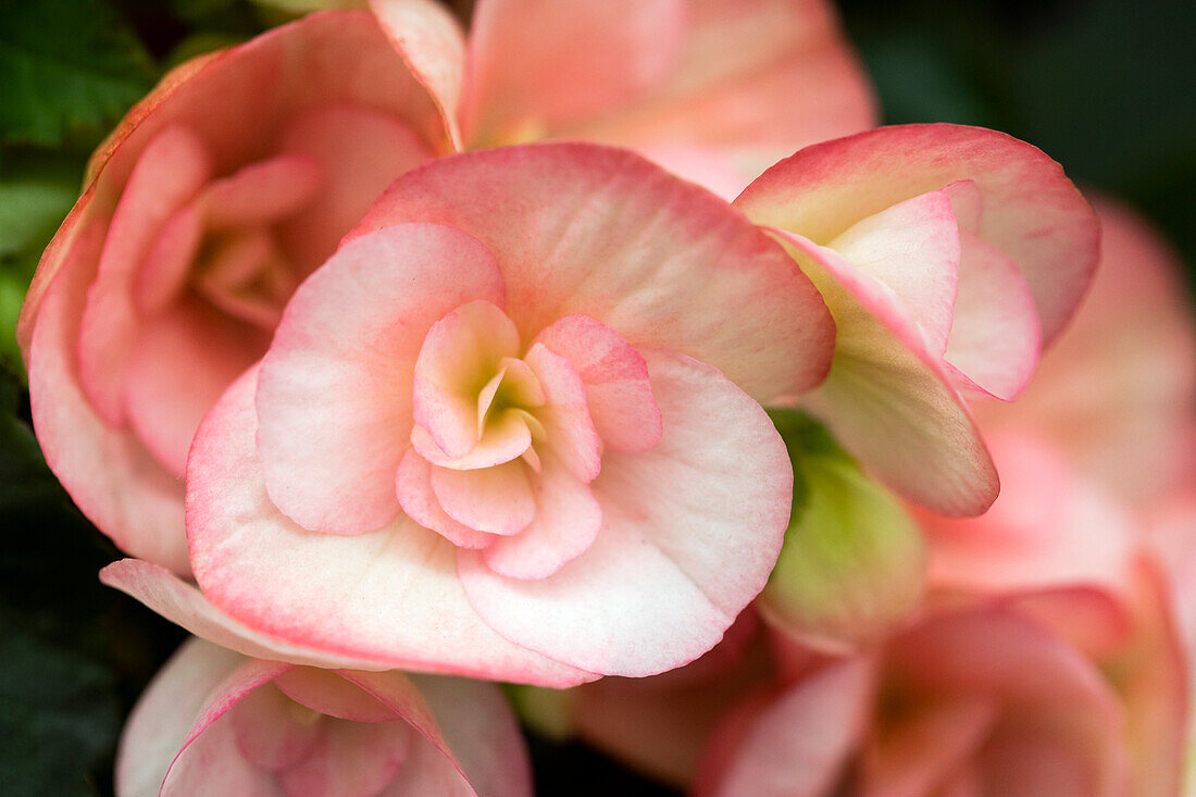 Begonia elatior 'Camilla'