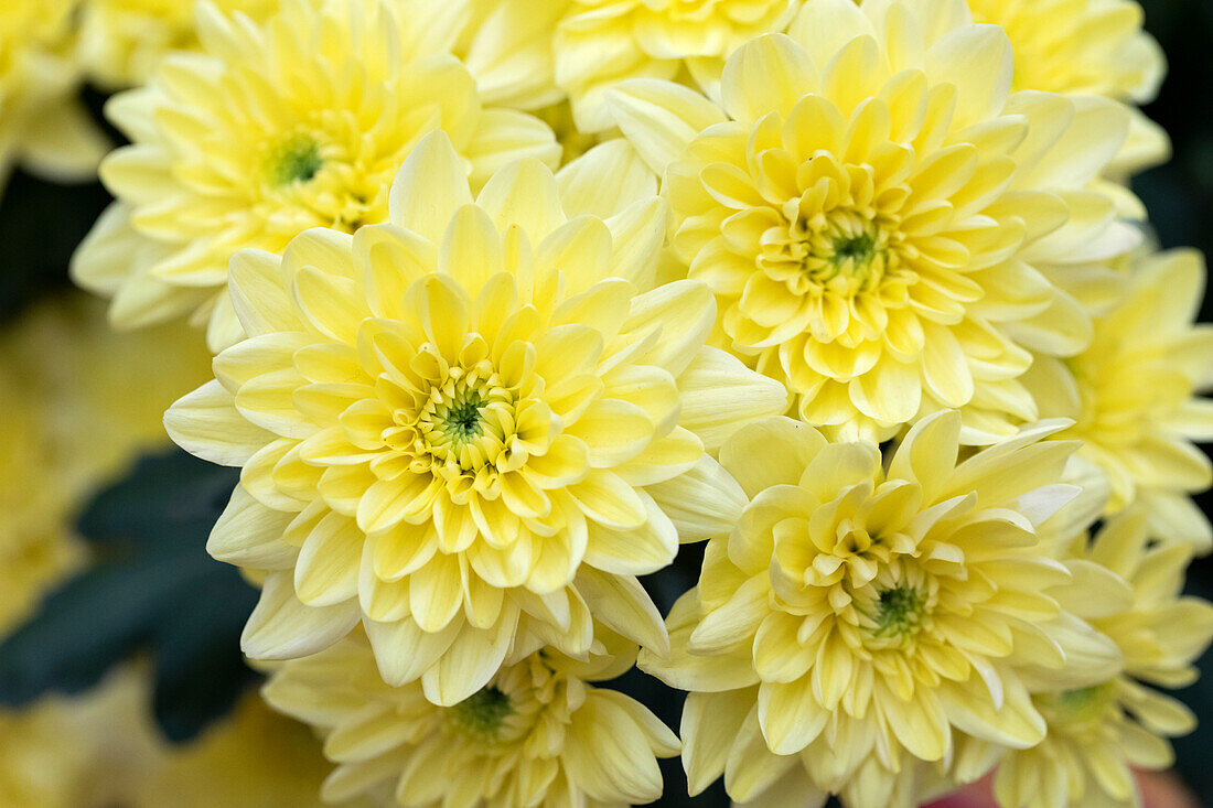 Chrysanthemum multiflora 'Pina Colada Yelllow'