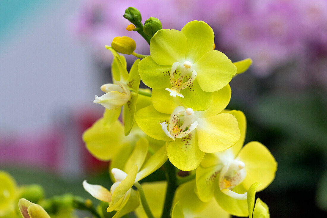 Phalaenopsis 'Sogo Moimi'