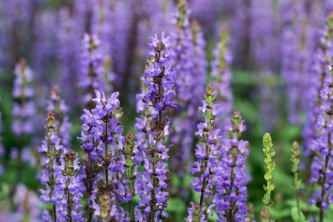 Salvia nemorosa 'Caramia'