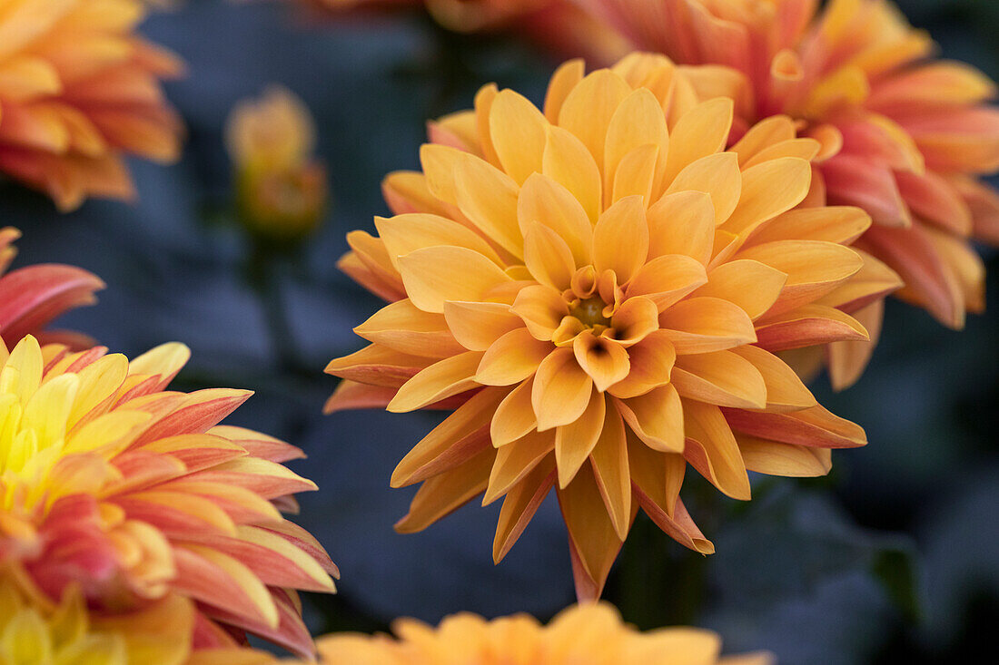 Dahlia Dahlinova Hypnotica® 'Bronze'