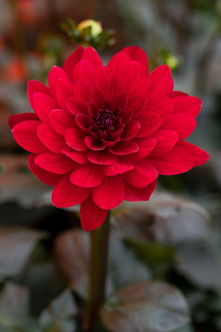 Dahlia Dahlia 'XXL® Taxco