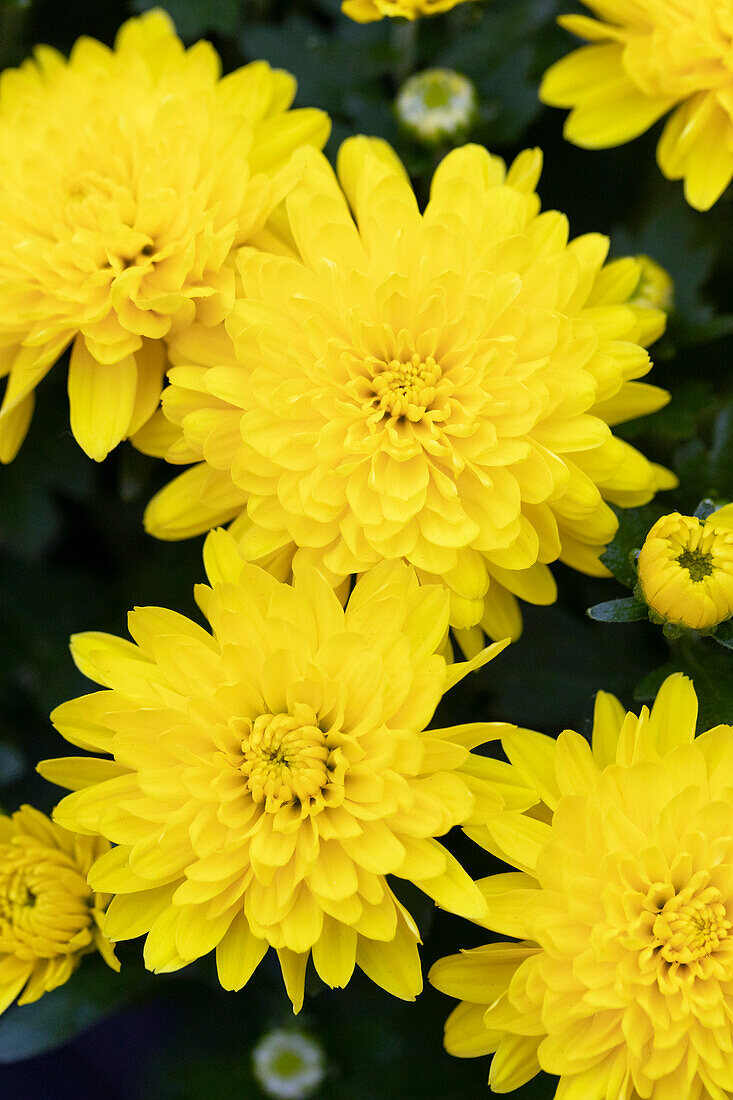 Chrysanthemum Mystic Mums Sunbeam Yellow