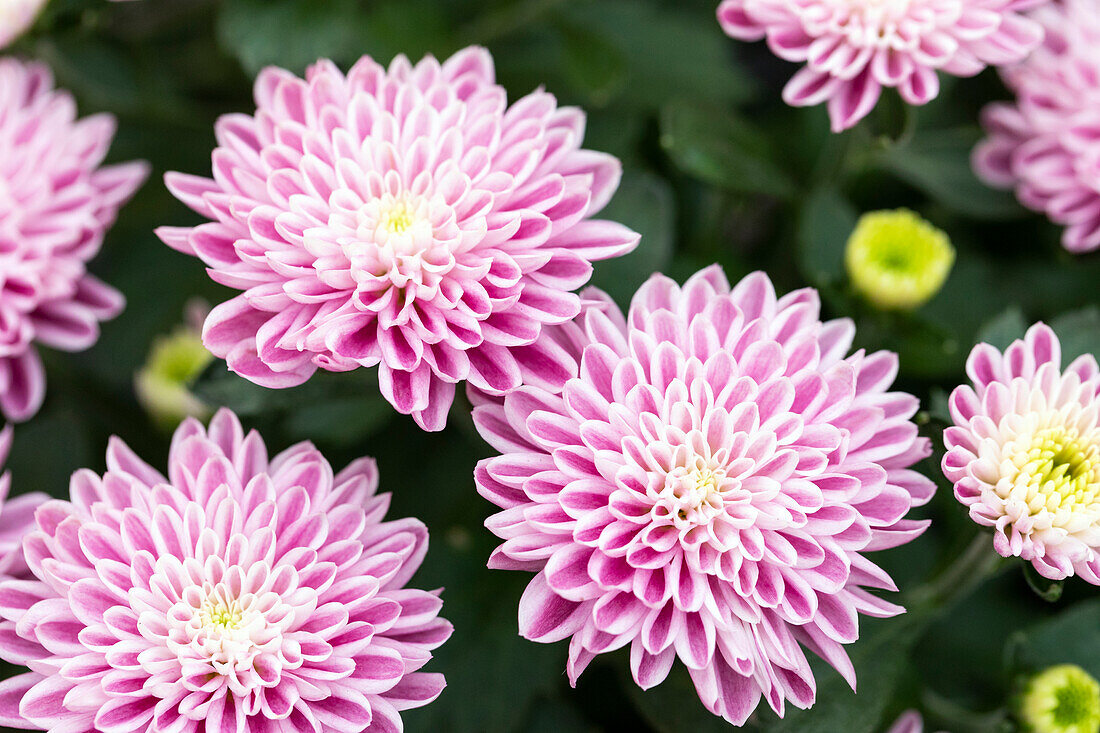 Chrysanthemum Mystic Mums 'Daybreak Dark Pink'