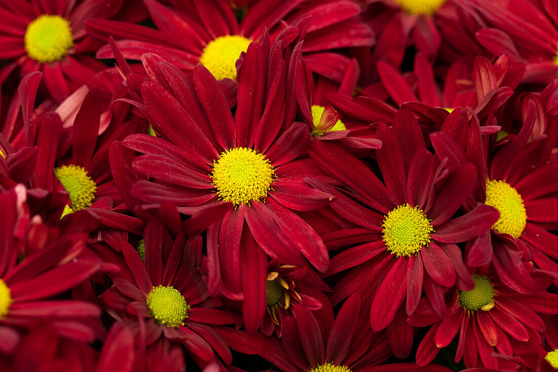 Chrysanthemum indicum 'Breeze Rouge'