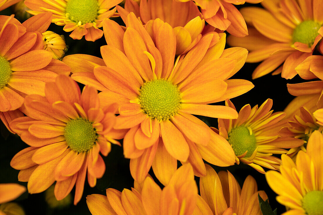 Chrysanthemum indicum, orange