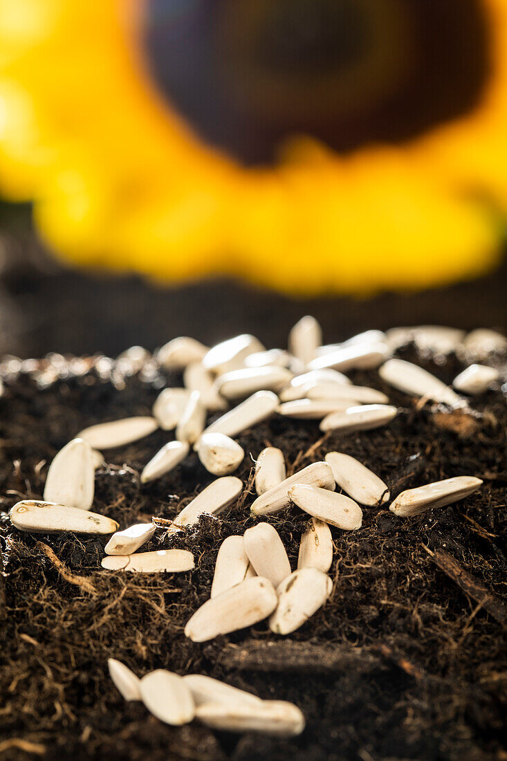 Sunflower seeds on soil