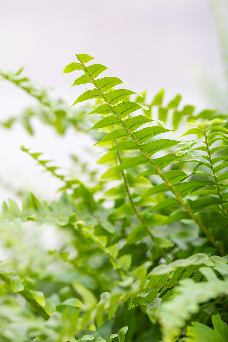 Nephrolepis exaltata Green Lady