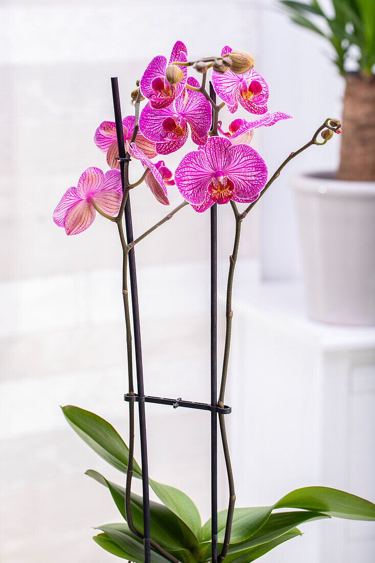 Phalaenopsis 'Andorra'