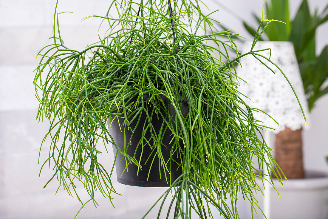 Rhipsalis baccifera subsp. baccifera