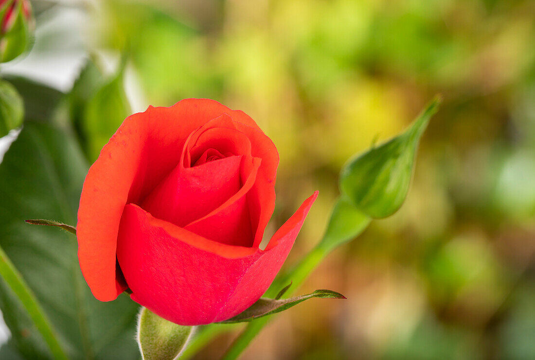 Climbing rose, red