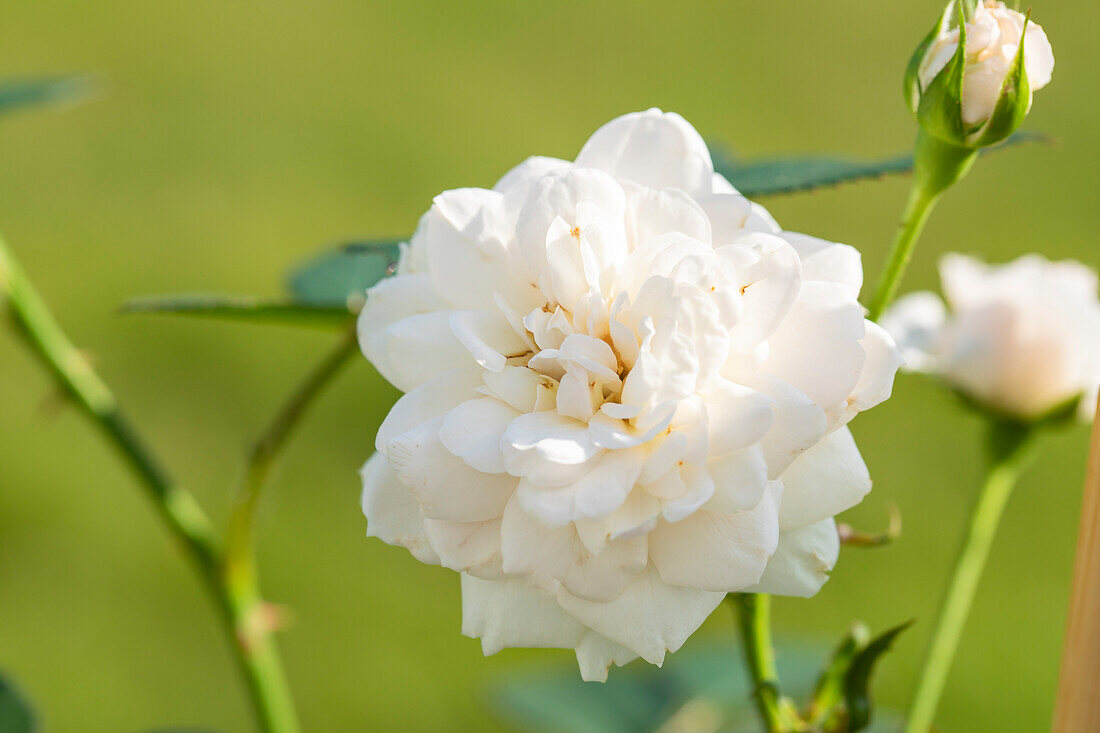 Climbing rose, white