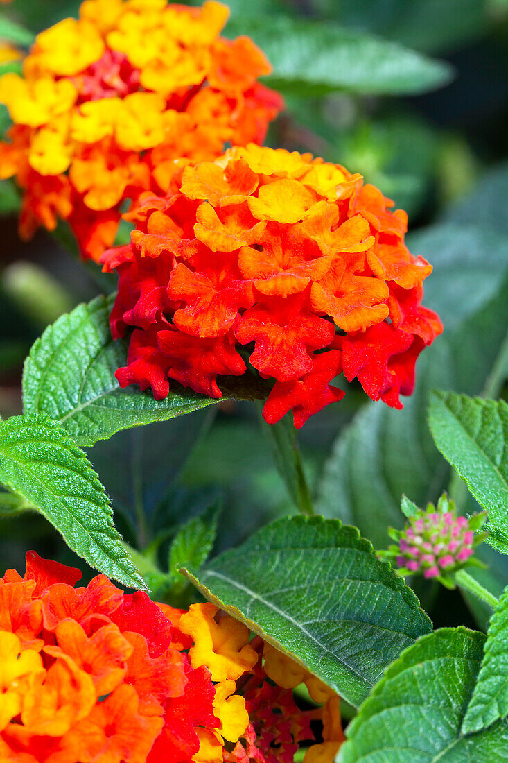 Lantana camara SunFun® 'Red'