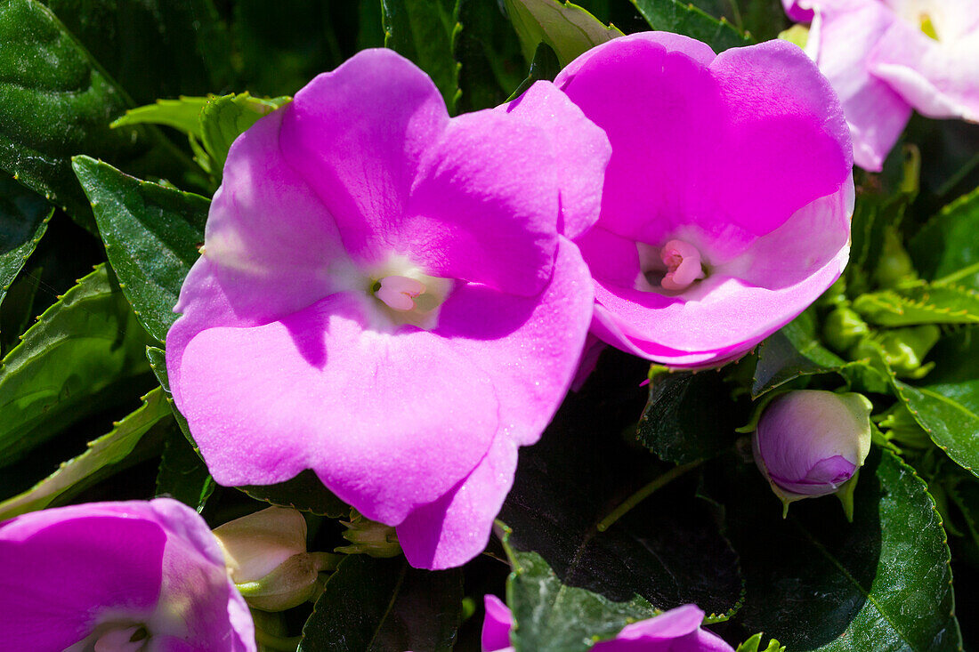 Impatiens neuguinea