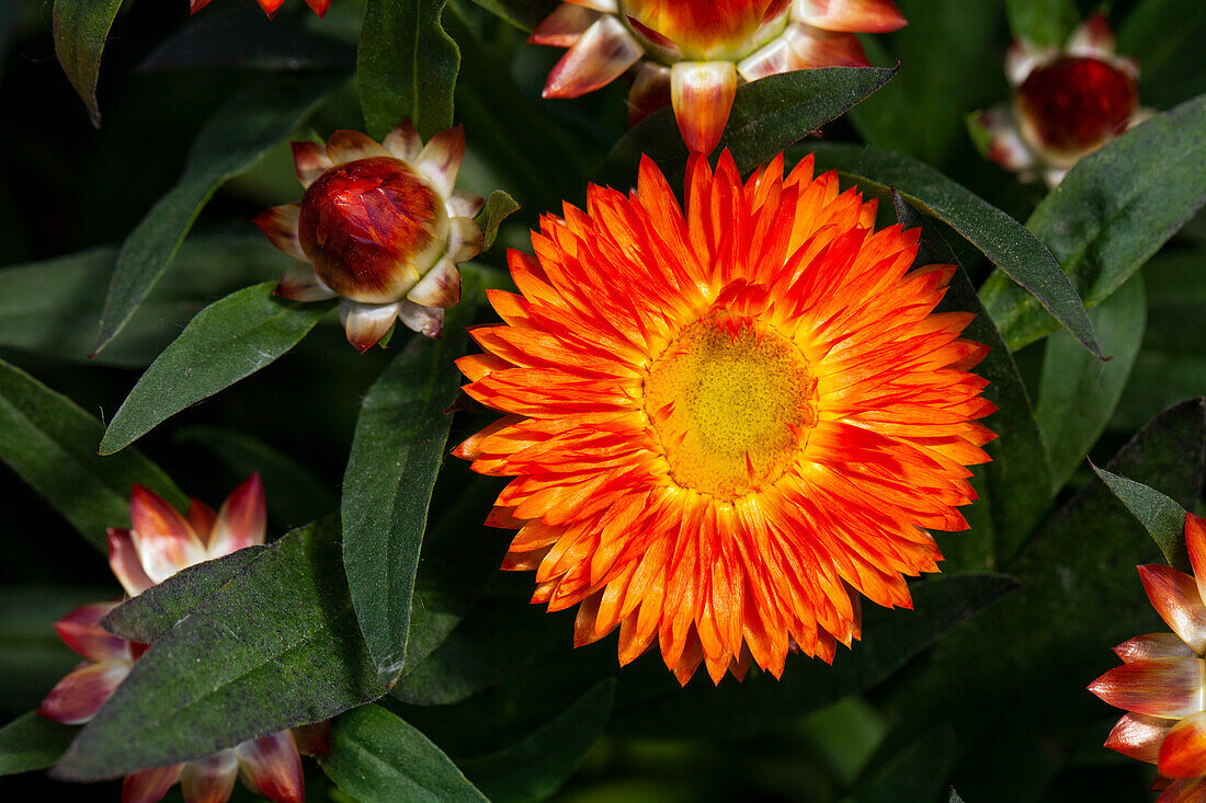 Helichrysum bracteatum Mohave® Orange