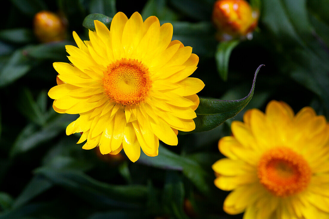 Helichrysum bracteatum Mohave® Basket Yellow