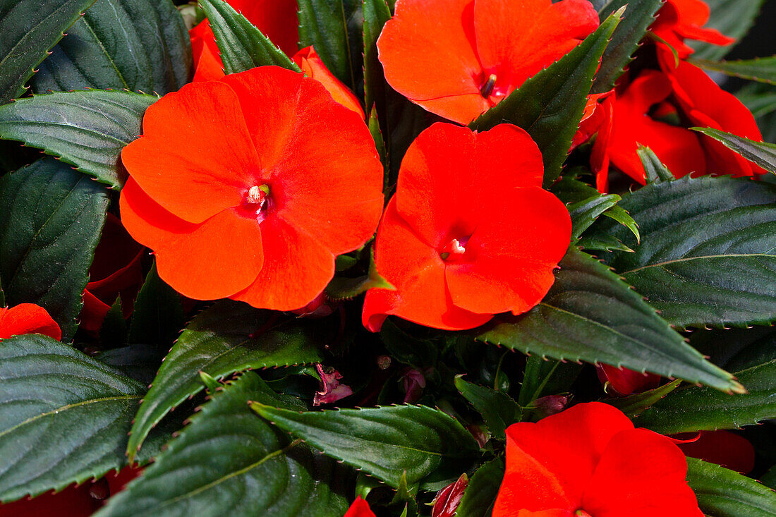 Impatiens neuguinea 'sel® ColorPower® Orange Red'