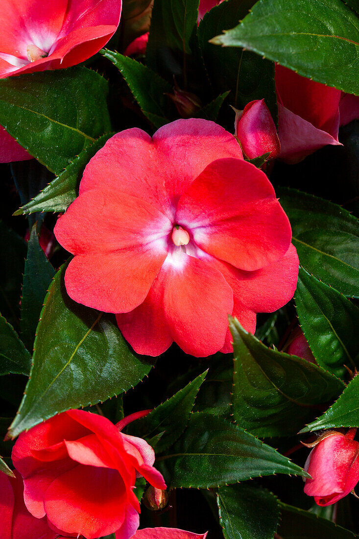 Impatiens neuguinea 'sel® ColorPower® Salmon+Eye'