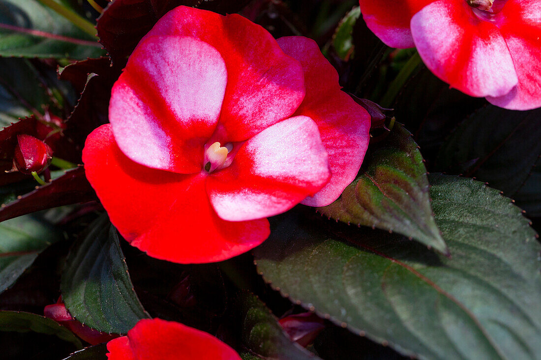 Impatiens neuguinea 'sel® ColorPower® Magenta Frost'