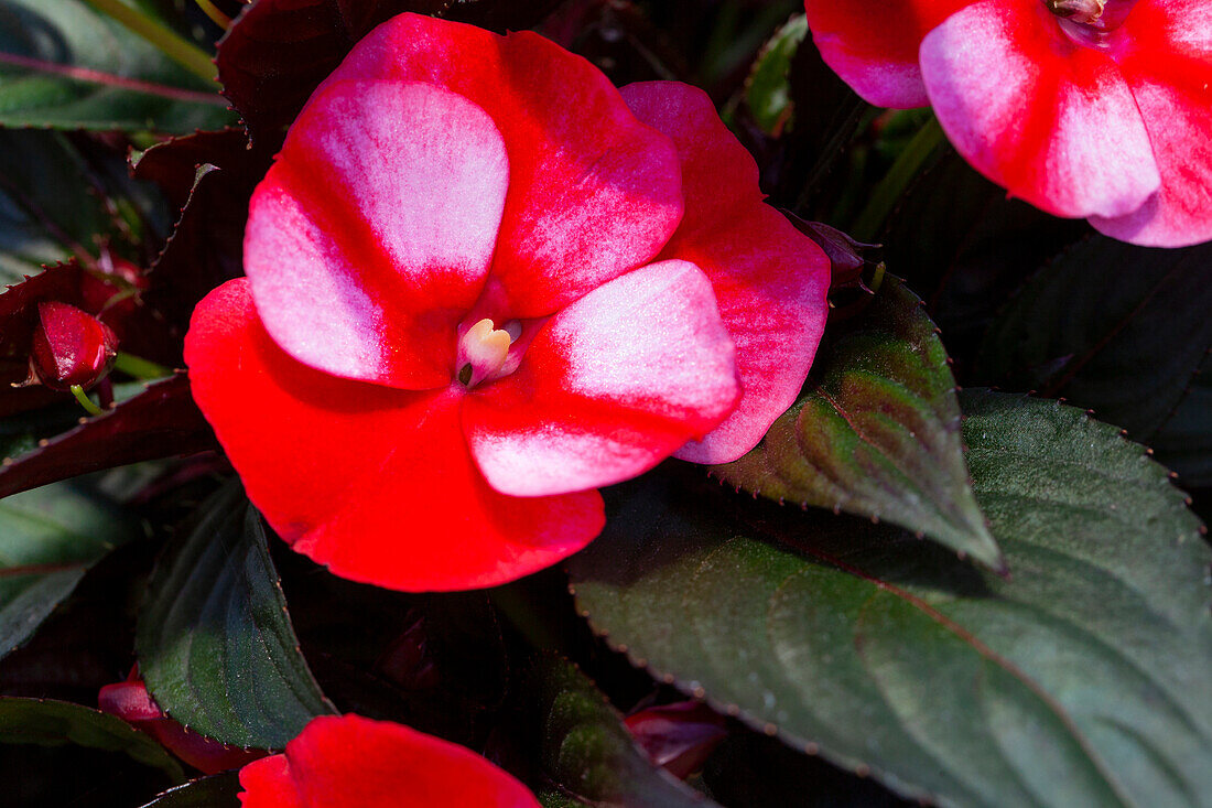 Impatiens new guinea 'sel® ColorPower® Magenta Frost'