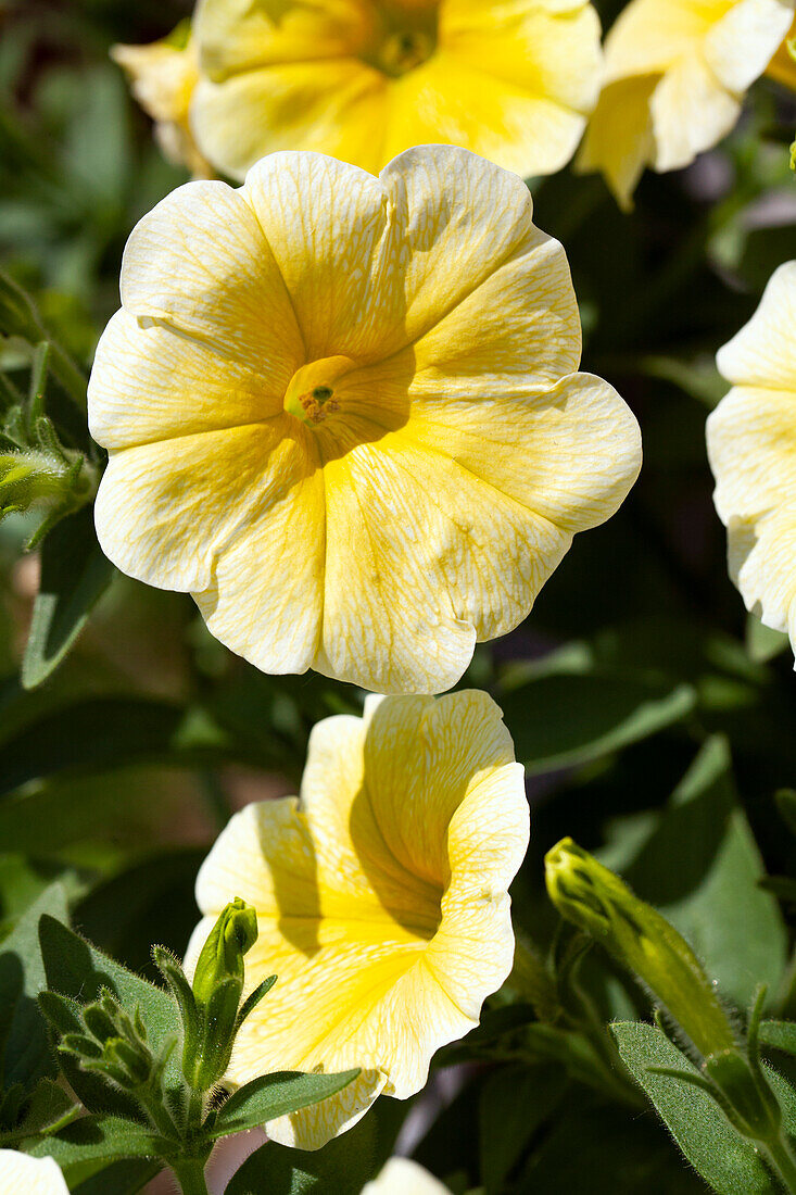 Petunia 'Famous Yellow ´15'