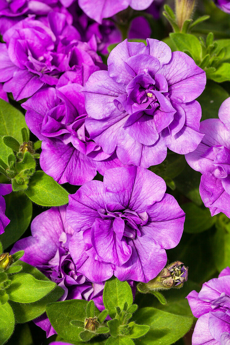 Petunia 'SweetSunshine® Provonce'