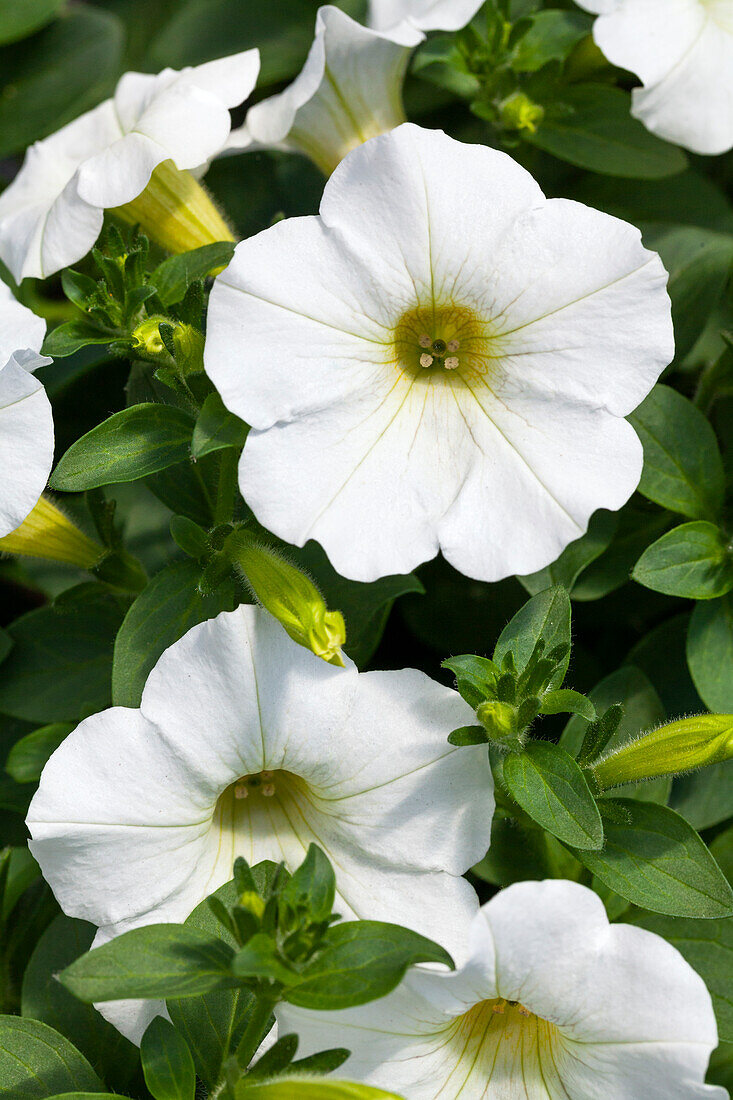 Petunia 'Famous White'