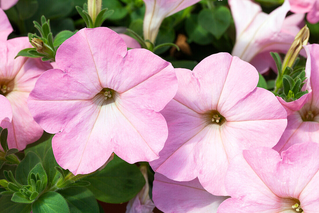 Petunia 'AlpeTunia® Soft Pink'