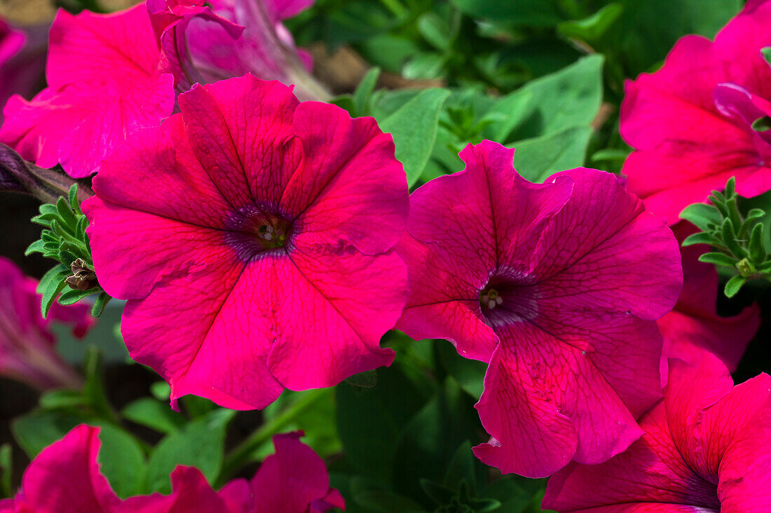 Petunia 'AlpeTunia® Hot Pink'