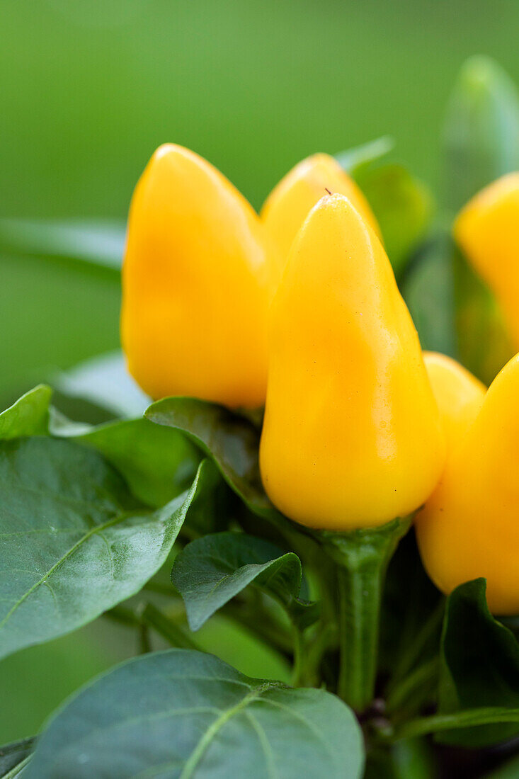 Capsicum annuum var. minimum, yellow