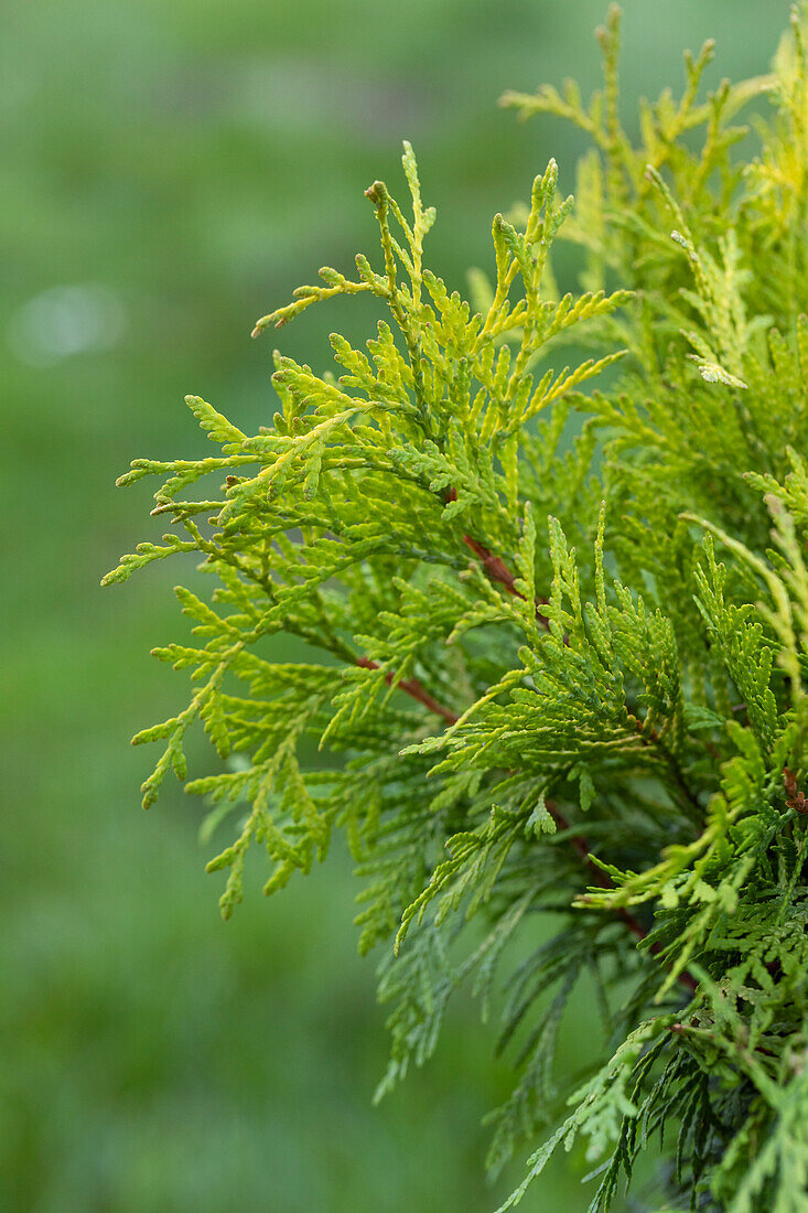 Thuja occidentalis 'Golden Globe'