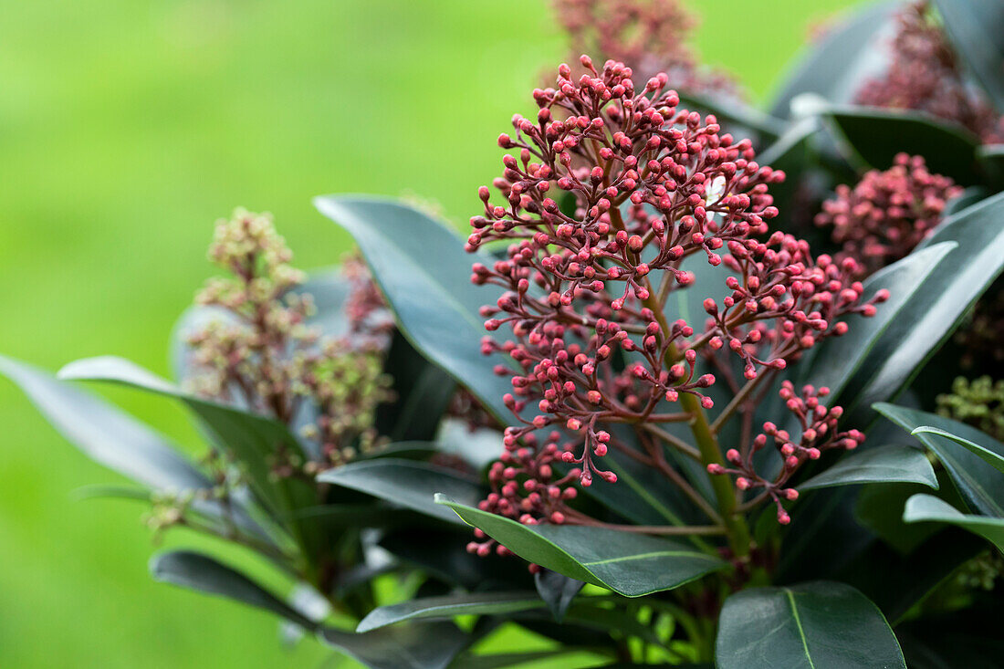 Skimmia japonica 'Rubella'