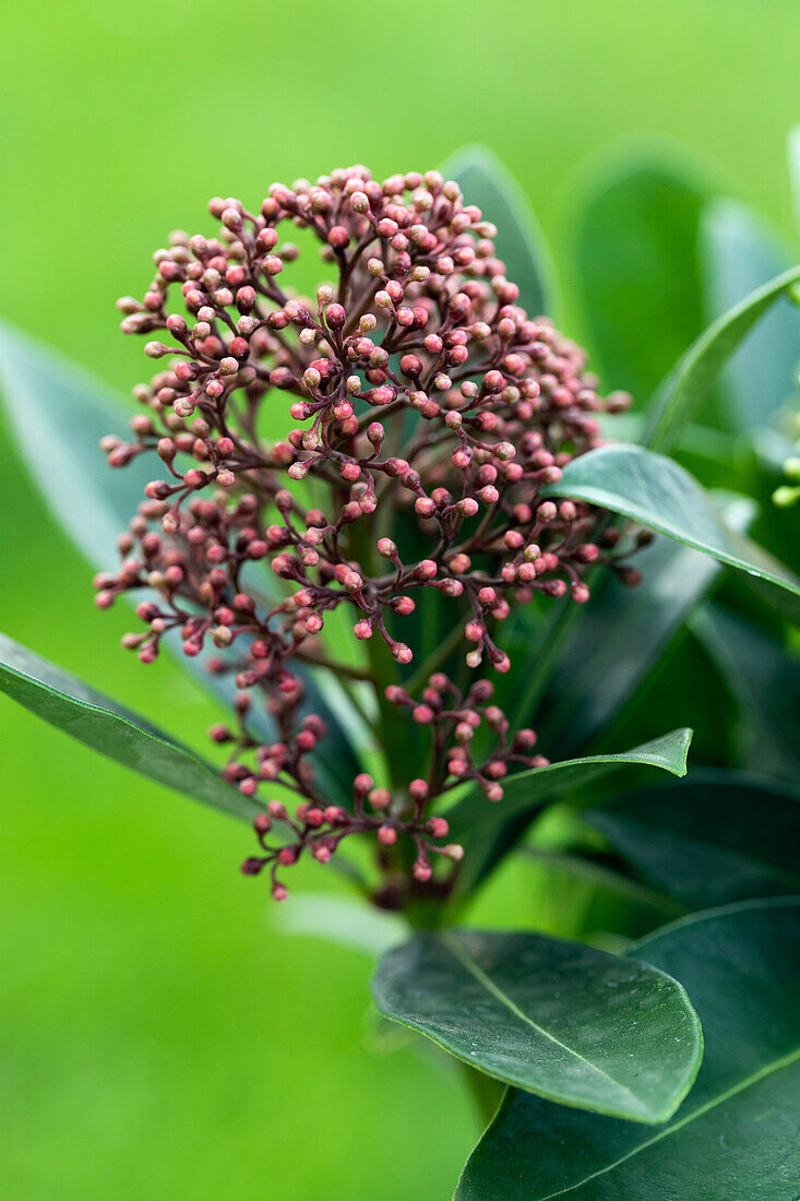 Skimmia japonica