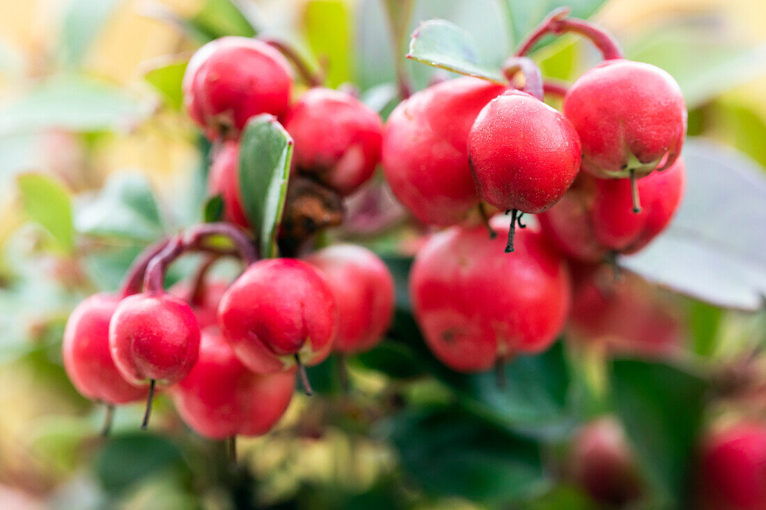 Gaultheria procumbens