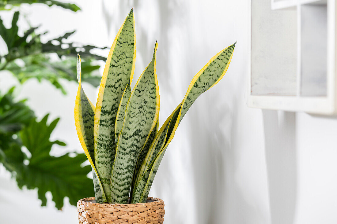 Sansevieria trifasciata