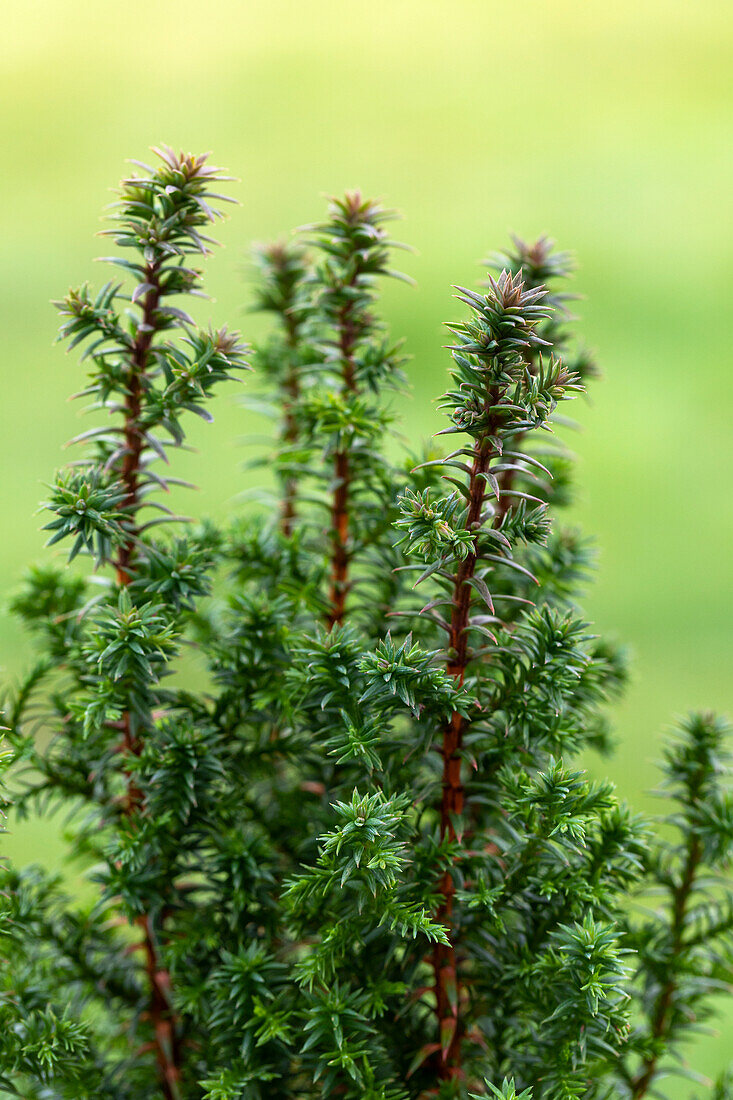 Chamaecyparis thyoides 'Excellent Point'®