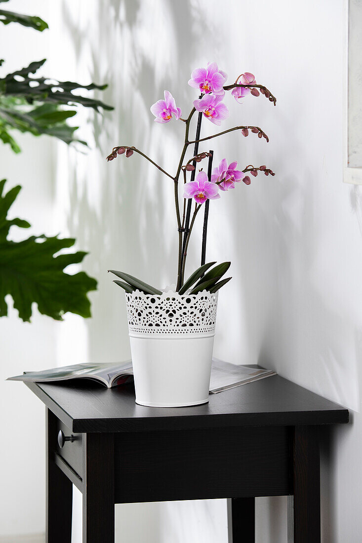 Phalaenopsis Rubina Mix